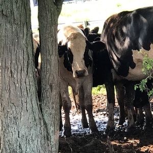 Meet your Posher, Jacqueline